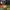 reggae explosion