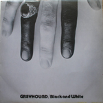Greyhound black and white